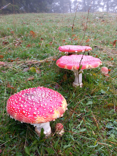 Herbstgrüsse aus dem Jura