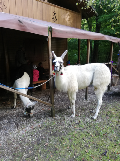 Lama trekking