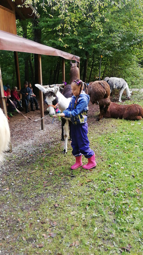 Lama trekking