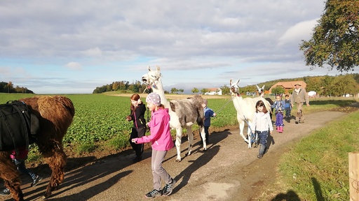 Lama trekking