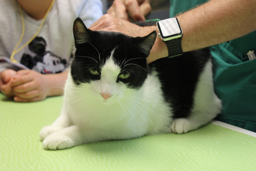 "Wie erkenne ich das Alter einer Katze, wenn ich es nicht weiss?" Anfassen und Lernen in der Kleintierpraxis Tiergarten