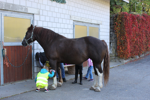 Striegeln bei der Begegnung mit dem Pferd in Romont